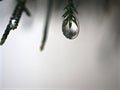 Closeup water drops on green leaf with blurred background ,macro image ,dew on nature leaves , droplets in forest Royalty Free Stock Photo