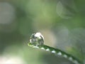 Closeup water drops on green leaf with blurred background ,macro image ,dew on nature leaves , droplets in forest Royalty Free Stock Photo