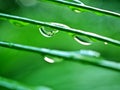 Closeup water drops on green leaf with blurred background ,macro image ,dew on nature leaves , droplets in forest Royalty Free Stock Photo