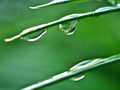 Closeup water drops on green leaf with blurred background ,macro image ,dew on nature leaves , droplets in forest Royalty Free Stock Photo