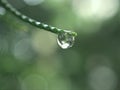 Closeup water drops on green leaf with blurred background ,macro image ,dew on nature leaves , droplets in forest Royalty Free Stock Photo