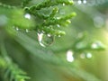 Closeup water drops on green leaf with blurred background , rain drops on leaves , dew on plant Royalty Free Stock Photo