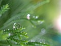 Closeup water drops on green leaf with blurred background , rain drops on leaves , dew on plant Royalty Free Stock Photo