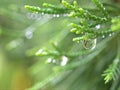 Closeup water drops on green leaf with blurred background , rain drops on leaves , dew on plant Royalty Free Stock Photo