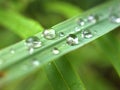 Closeup water drops on green leaf with blurred background , rain drops on leaves , dew on plant Royalty Free Stock Photo