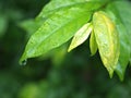 Closeup water drops on green leaf with blurred background , rain drops on leaves , dew on plant Royalty Free Stock Photo