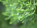 Closeup water drops on green leaf with blurred background , rain drops on leaves , dew on plant Royalty Free Stock Photo