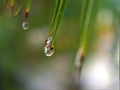 Closeup water drops on green leaf with blurred background , rain drops on leaves , dew on plant Royalty Free Stock Photo