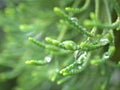 Closeup water drops on green leaf with blurred background , rain drops on leaves , dew on plant Royalty Free Stock Photo