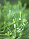 Closeup water drops on green leaf with blurred background , rain drops on leaves , dew on plant Royalty Free Stock Photo