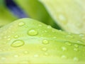 Closeup water drops on green leaf in garden and blurred for background ,nature background Royalty Free Stock Photo