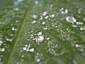 Closeup water drops on green leaf in garden with soft focus ,rain drops, dew on flower and green blurred background Royalty Free Stock Photo