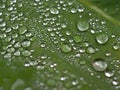 Closeup water drops on green leaf in garden with soft focus ,rain drops, dew on flower and green blurred background Royalty Free Stock Photo
