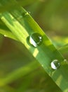 Closeup water drops on green leaf in garden with sunshine and  soft focus and blurred  for background ,nature background Royalty Free Stock Photo