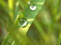 Closeup water drops on green leaf in garden with sunshine and  soft focus and blurred  for background ,nature background Royalty Free Stock Photo