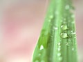 Closeup water drops with green leaf of lemongrass and blurred background ,macro image ,abstract background Royalty Free Stock Photo