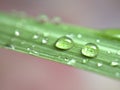 Closeup water drops with green leaf of lemongrass and blurred background ,macro image ,abstract background Royalty Free Stock Photo