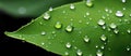 Closeup of water drops on a green leaf of a terrestrial plant Royalty Free Stock Photo