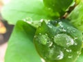 Closeup water Drops on the leaves