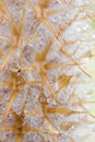 Closeup water drops on leaf ,dew on green grass, droplets on nature leaves with blurred background Royalty Free Stock Photo