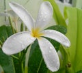 Closeup of water drops on petals of white flower blooming in plant growing in the garden, nature photography Royalty Free Stock Photo