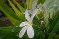 Closeup of petals of white flower blooming in plant growing in the garden, nature photography Royalty Free Stock Photo