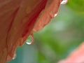 Closeup water drops on red hibiscus flower in garden with soft focus and green blurred background Royalty Free Stock Photo