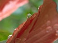 Closeup water drops on red hibiscus flower in garden with soft focus and green blurred background Royalty Free Stock Photo