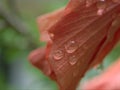Closeup water drops on red hibiscus flower in garden with soft focus and green blurred background Royalty Free Stock Photo