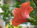 Closeup water drops on red hibiscus flower in garden with soft focus and green blurred background Royalty Free Stock Photo