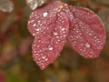 Closeup water drops on red leaf in garden with soft focus ,rain drops, dew and green blurred background Royalty Free Stock Photo