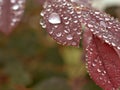 Closeup water drops on red leaf in garden with soft focus ,rain drops, dew and green blurred background Royalty Free Stock Photo