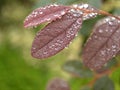 Closeup water drops on red leaf in garden with soft focus ,rain drops, dew and green blurred background Royalty Free Stock Photo