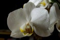 Water drops on white orchid flower Royalty Free Stock Photo