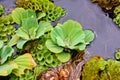 Closeup of water hyacinth flaoting on water