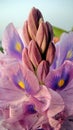 Closeup of Water hyacinth Royalty Free Stock Photo