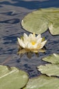 Closeup of water lilies on lake.