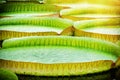 Closeup of water lillies. Victoria amazonica Royalty Free Stock Photo