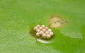 Water lily beetle, Galerucella nymphaeae eggs on water lily leaf Royalty Free Stock Photo