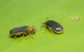 Water lily beetles, Galerucella nymphaeae on water lily leaf Royalty Free Stock Photo