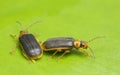 Water lily beetles, Galerucella nymphaeae on water lily leaf Royalty Free Stock Photo