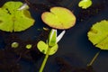 Closed bud of pink Water lily at Mapleton Lilyponds Queensland Royalty Free Stock Photo