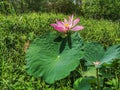 Closeup with water lily flower in the pond.