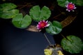 Closeup of water lily with green leaves