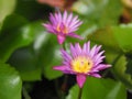 Water lily Plantae, Sacred Lotus, Bean of India, Nelumbo, NELUMBONACEAE name flower in pond Large flowers oval buds purple tapered