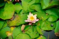 Closeup of water lily in pond. garden white pink flowers Royalty Free Stock Photo