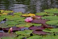 Pink petals of Water lily at Mapleton Lilyponds Queensland Royalty Free Stock Photo