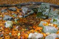 Closeup water pool in forest among stones and dry leaves Royalty Free Stock Photo