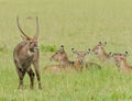 Waterbuck group, a male and his harem Royalty Free Stock Photo