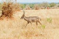 Closeup of Waterbuck